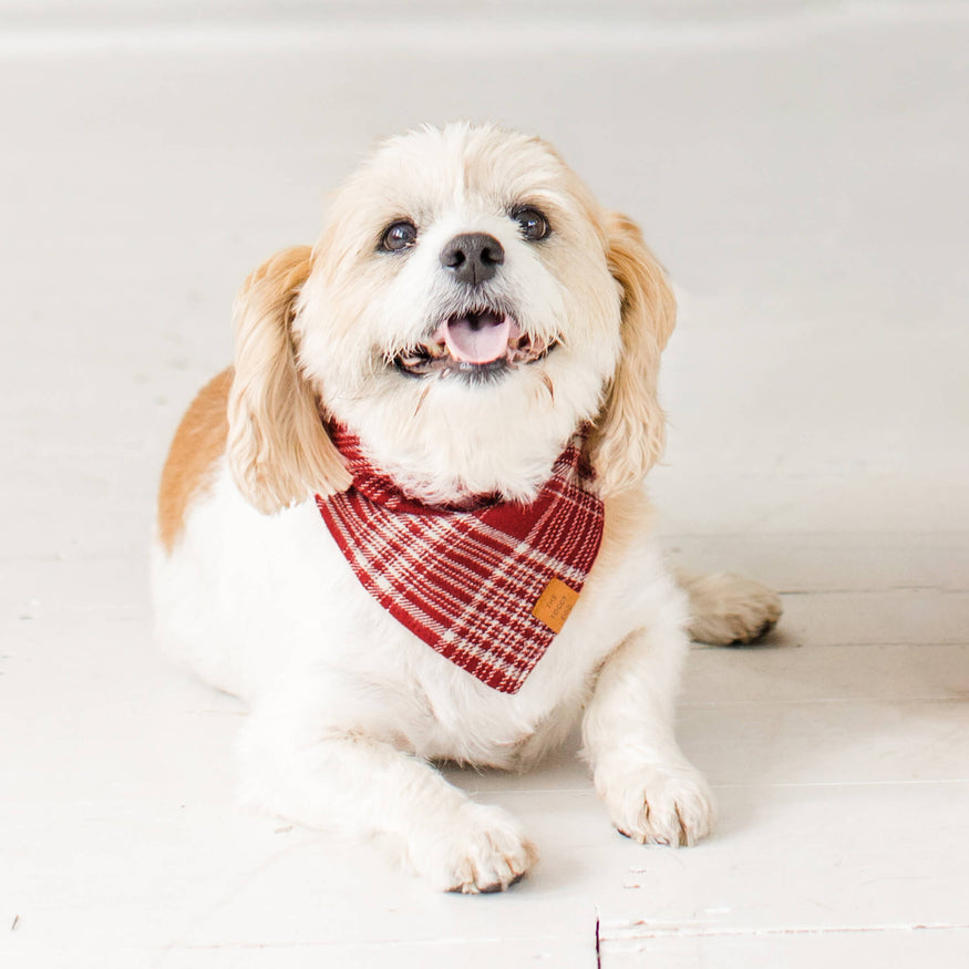 Pumpkin Spice Flannel Dog Bandana – The Foggy Dog