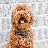 #Modeled by Louie (30lbs) in a Large bow tie