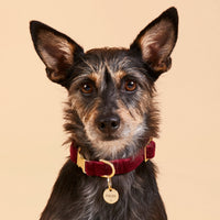 #Modeled by Peppers (16lbs) in a Small pet ID tag