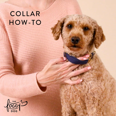 Goldenflowers Dog Collar – The Foggy Dog