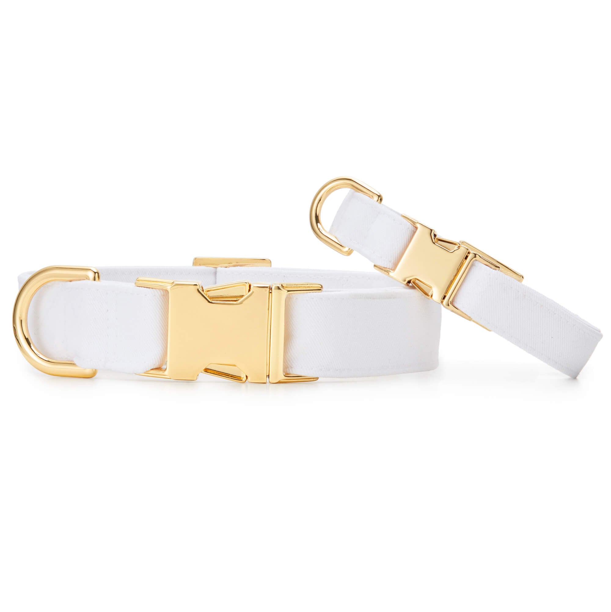 White dog shops collar