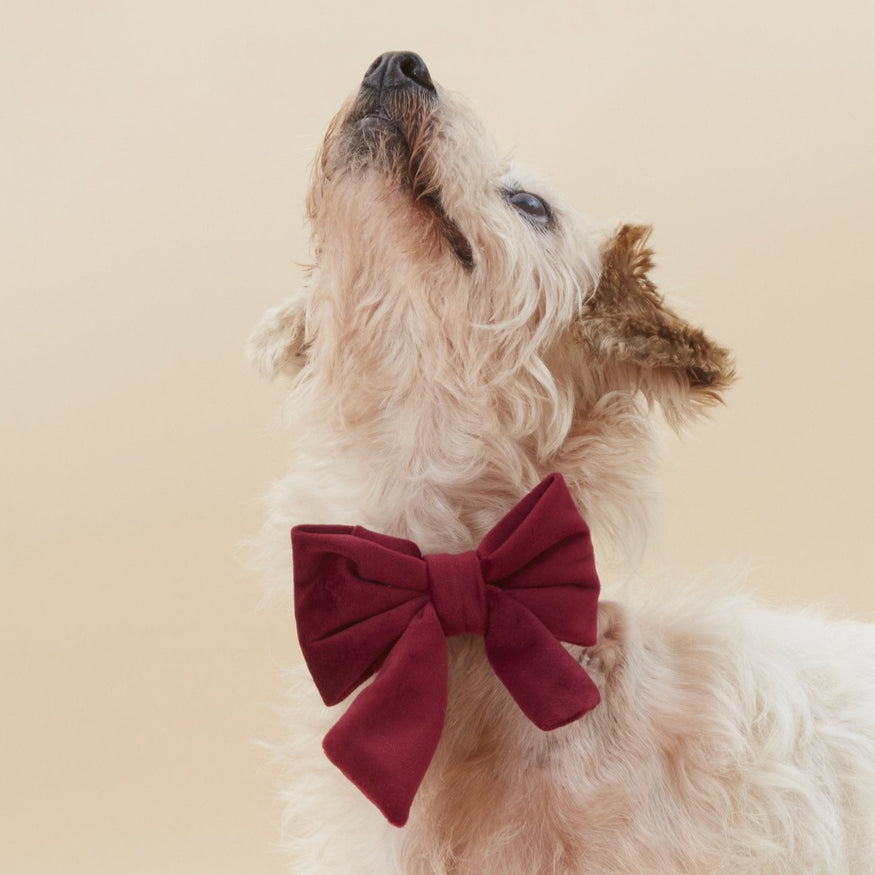 Burgundy Velvet Lady Bow Collar – The Foggy Dog