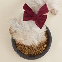 Burgundy Velvet Lady Bow Collar from The Foggy Dog 