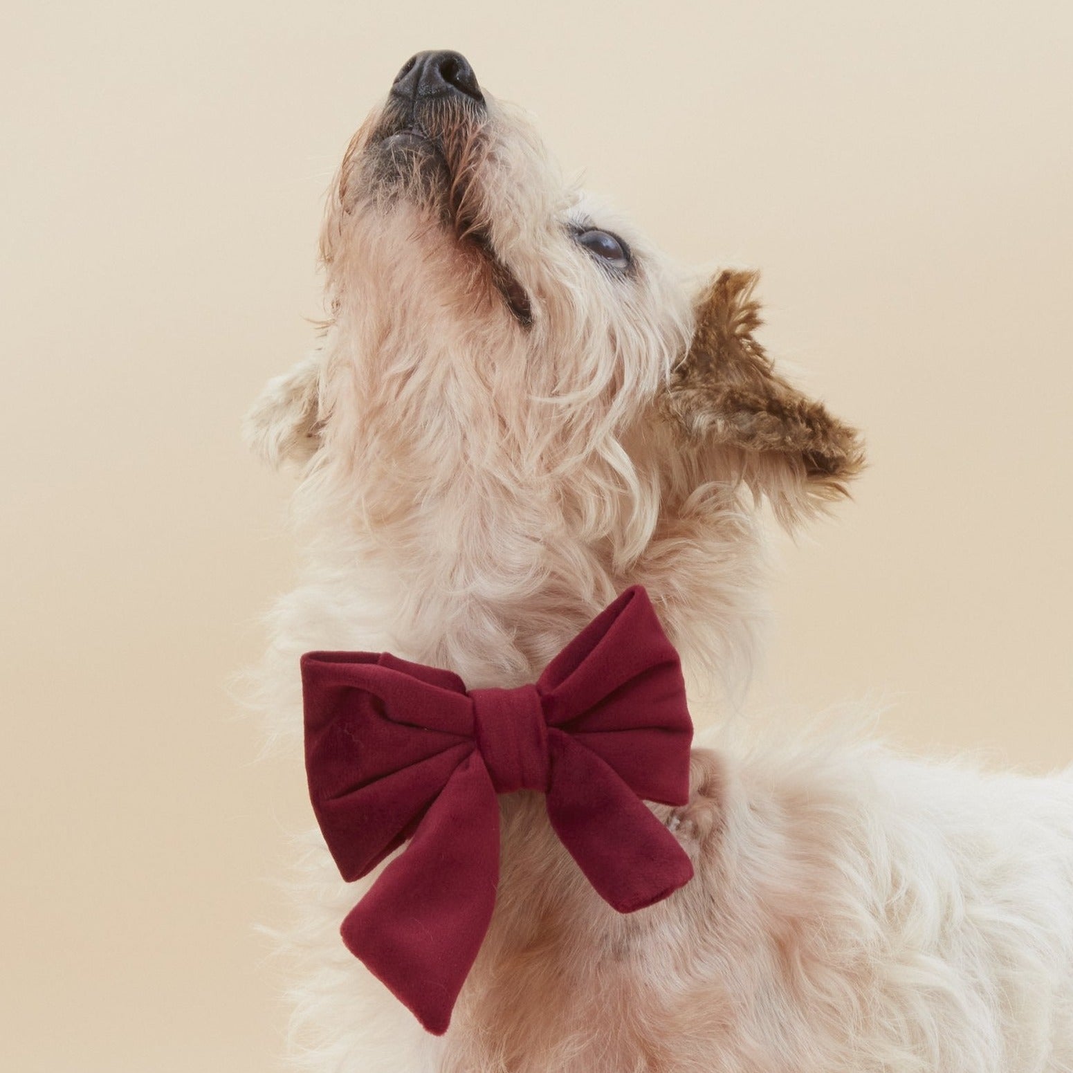 Dog neck fashion bows