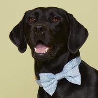 #In a Large bow tie