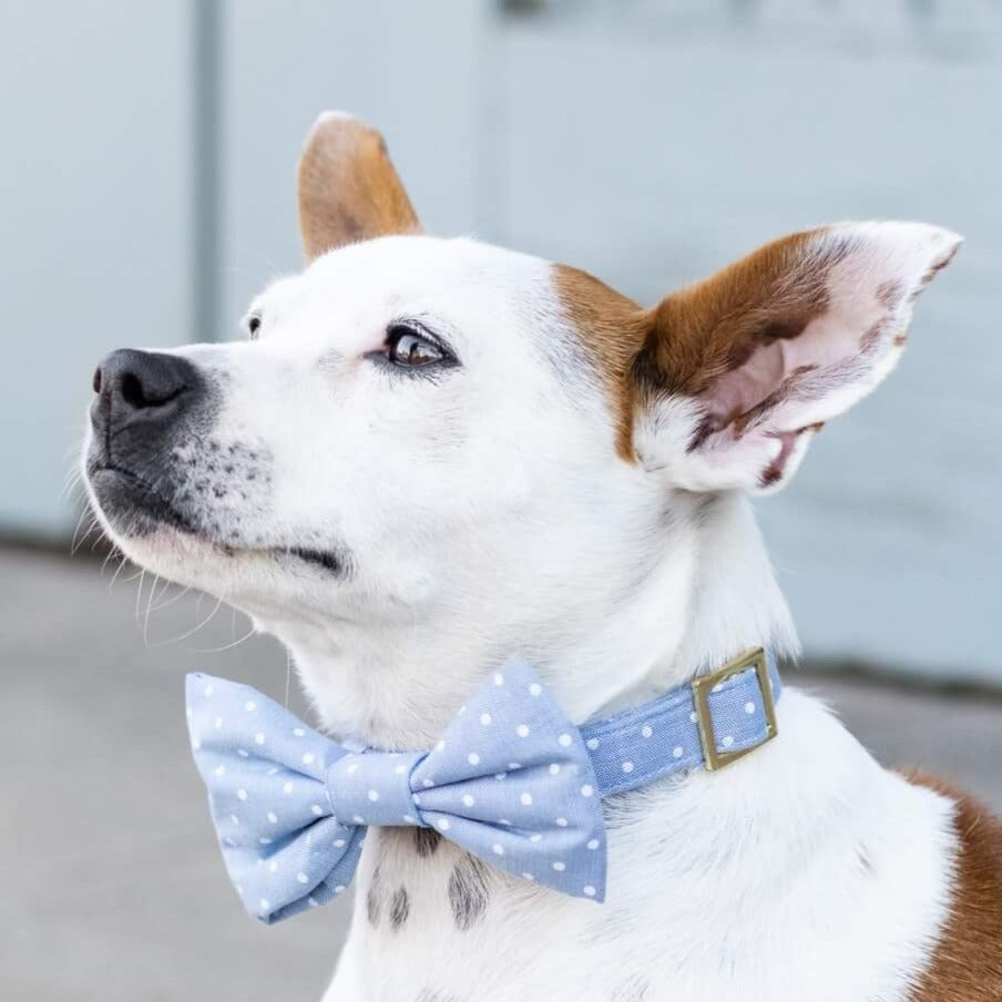 Chambray Dots Dog Bow Tie The Foggy Dog