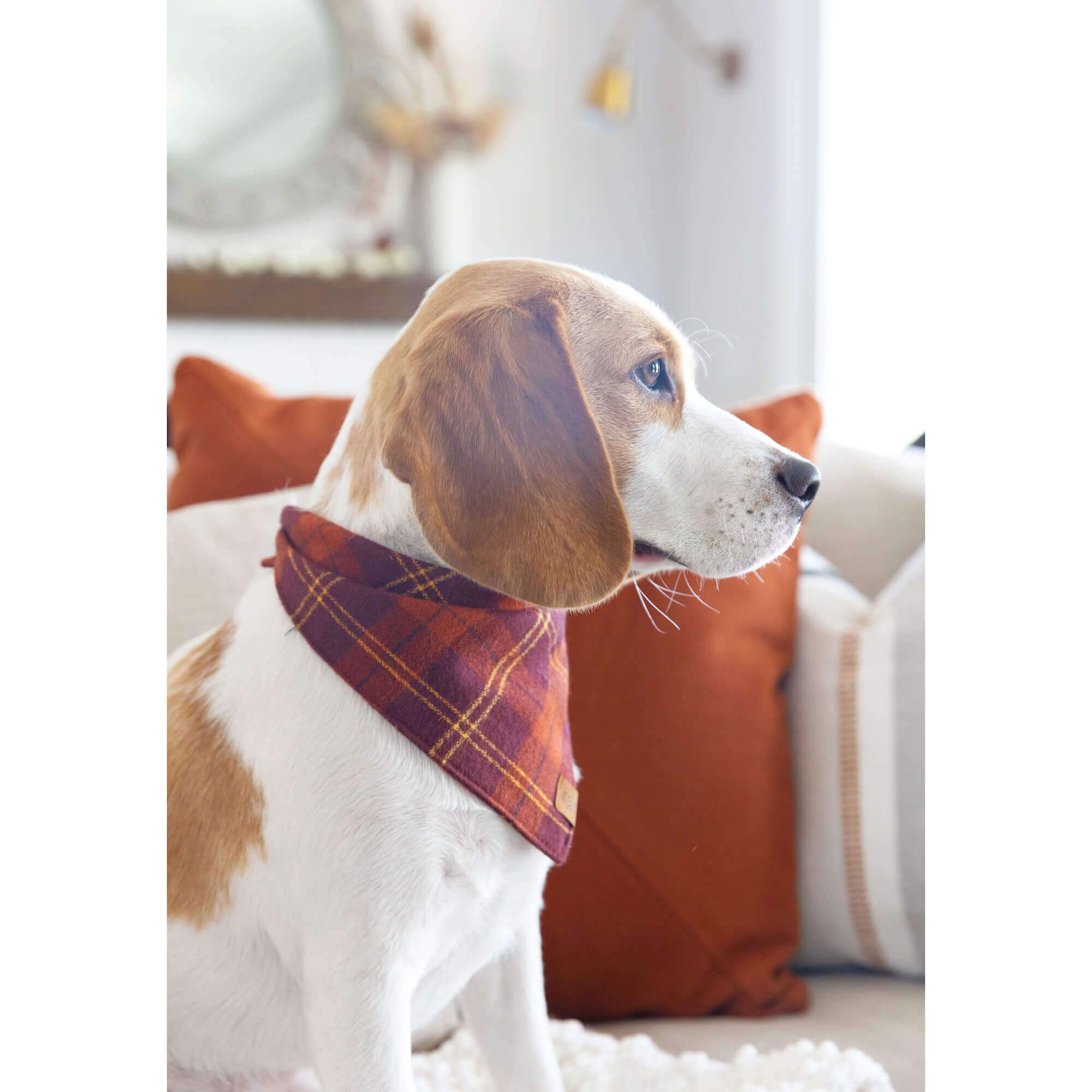 Baker mayfield dog shops bandana