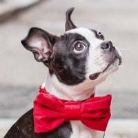 #Modeled by Chubbington (25lbs) in a Small bow tie