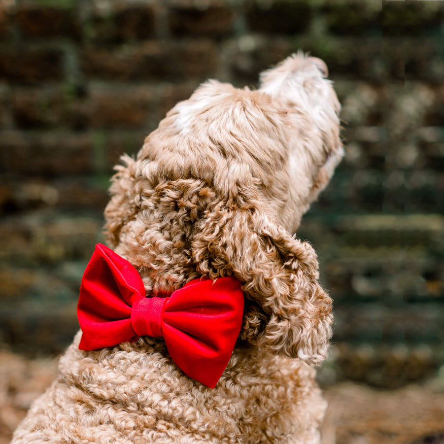 Cranberry Velvet Lady Dog Bow – The Foggy Dog
