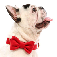 Cranberry Velvet Dog Bow Tie from The Foggy Dog 