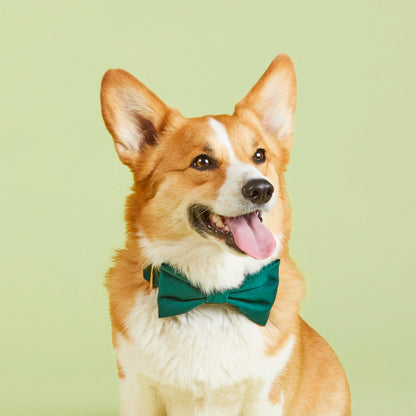 #Modeled by Tony (26lbs) in a Medium collar and Large bow tie