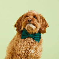 #Modeled by Frankie (15lbs) in a Small collar and Large bow tie