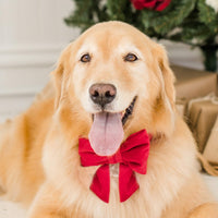 #Modeled by Millie (65lbs) in a Large lady bow