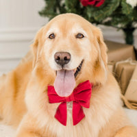 #Modeled by Millie (65lbs) in a Large collar and Large lady bow