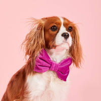 #Modeled by Sadie (14lbs) in a Small collar and Large lady bow