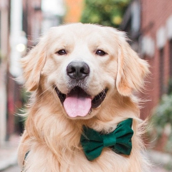 #Modeled by Gill (60lbs) in a Large collar and Large bow tie