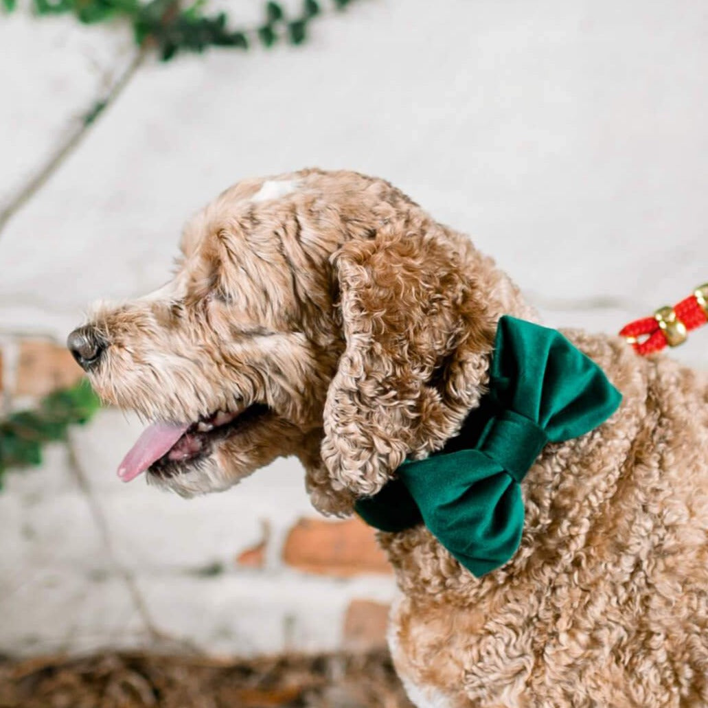 Forest Green Velvet Dog Bow Tie