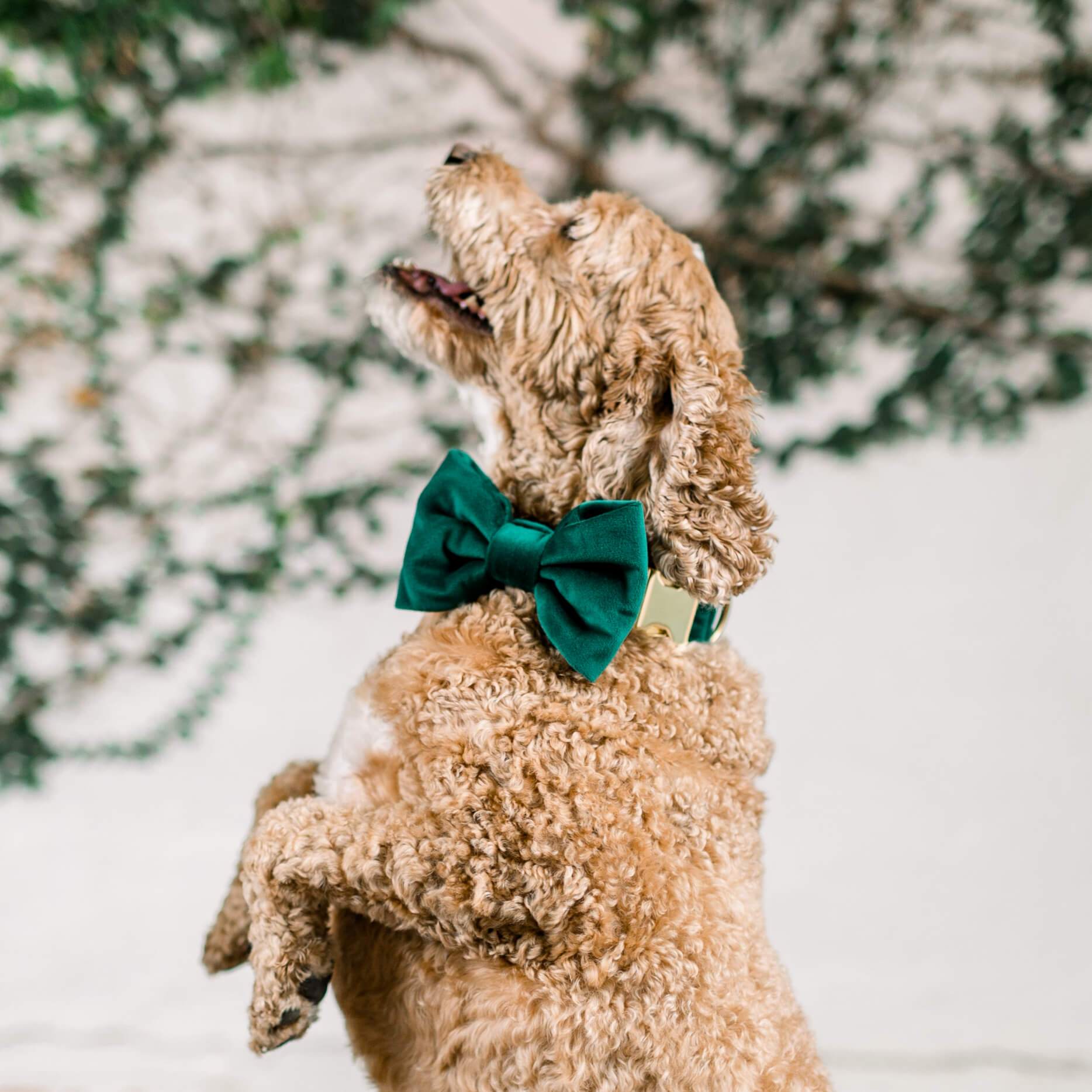 #Modeled by Archie (30lbs) in a Large bow tie