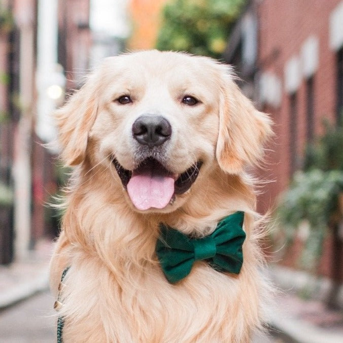 #Modeled by Gill (60lbs) in a Large bow tie