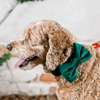 #Modeled by Archie (30lbs) in a Large bow tie