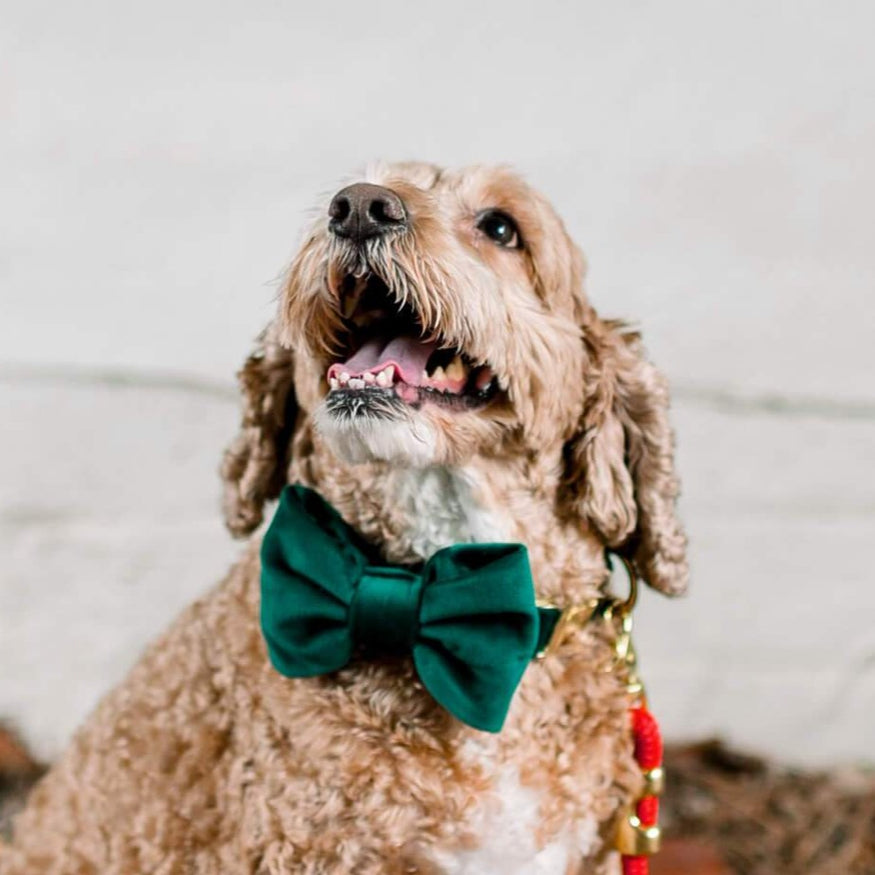 ARING PET Dog Collars with Bowtie-Velvet Dog Bow tie Collar, Adjustable  Dark Green Dog Collar