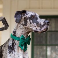 #Modeled by Diesel (60lbs) in a Large collar and Large lady bow