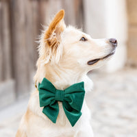 #Modeled by Holly (40lbs) in a Medium collar and Large lady bow