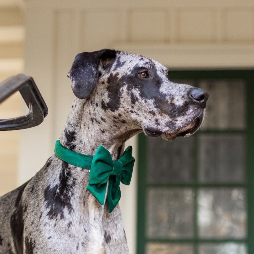 Cranberry Velvet Dog Bow Tie – The Foggy Dog