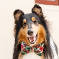 #Modeled by Yokhan (55lbs) in a Large collar and Large bow tie