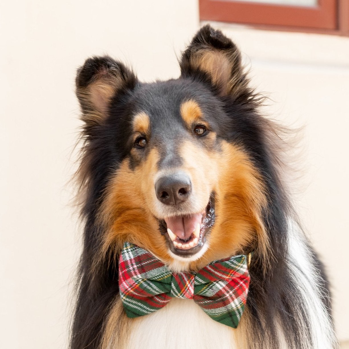 #Modeled by Yokhan (55lbs) in a Large bow tie