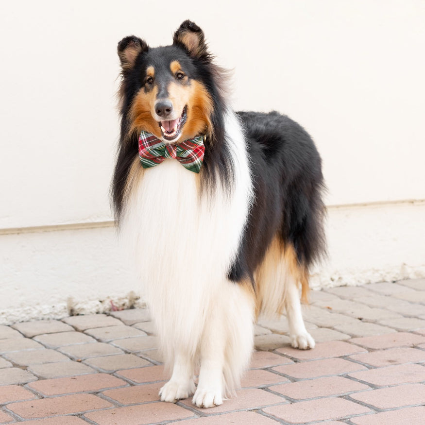 Kingston Plaid Flannel Bow Tie Collar – The Foggy Dog