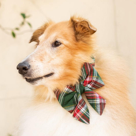 #Modeled by Azuki (55lbs) in a Large collar and Large lady bow