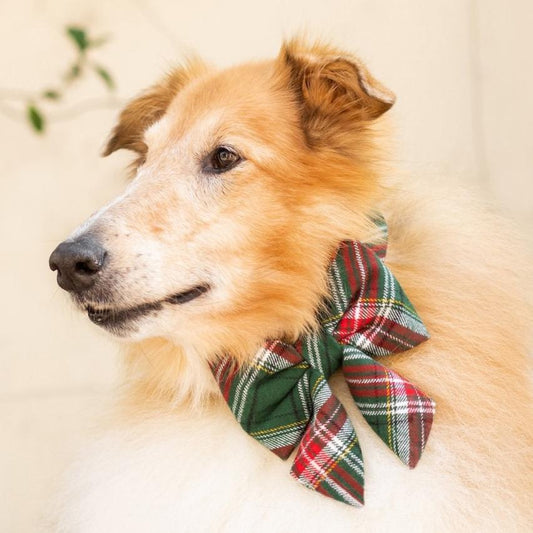 #Modeled by Azuki (55lbs) in a Large lady bow