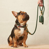 #Modeled by Henrry (23lbs) in a Medium collar and Standard leash