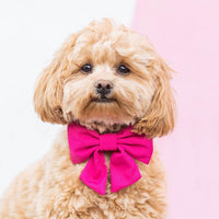 #Modeled by Sadie (11lbs) in a Small collar and Small lady bow