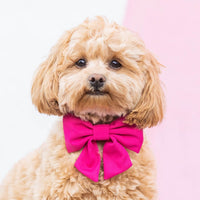 #Modeled by Sadie (11lbs) in a Small lady bow