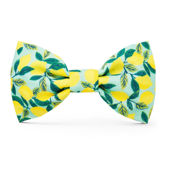 The Bow Tie – Floraison