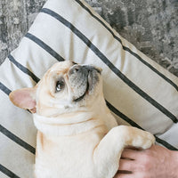 Modern Stripe Charcoal Dog Bed from The Foggy Dog 