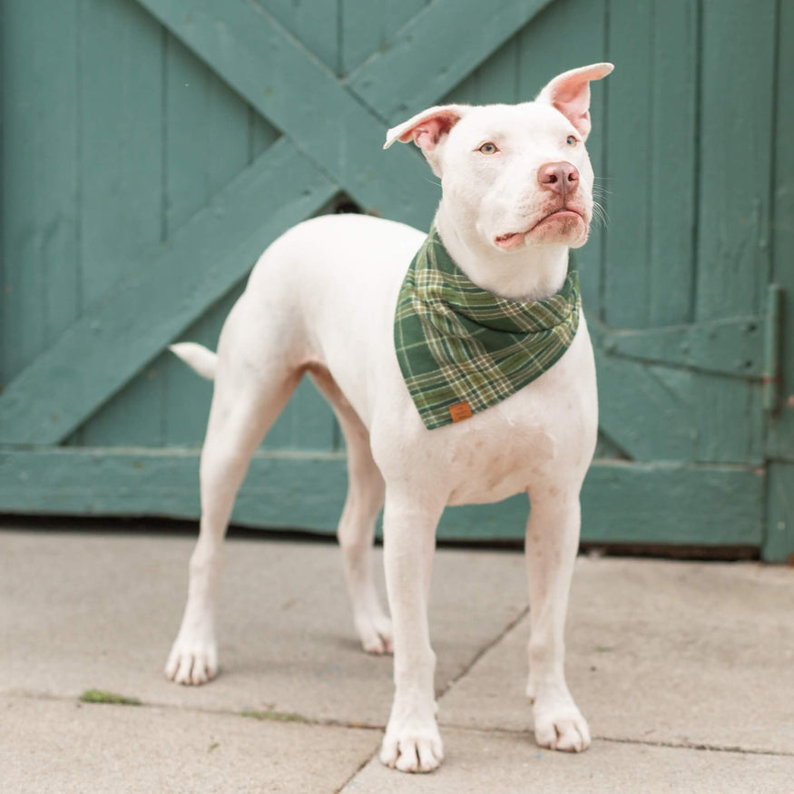 Colorado Dog Bandana 