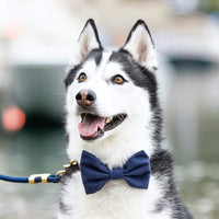 #Modeled in a Large collar and Large bow tie