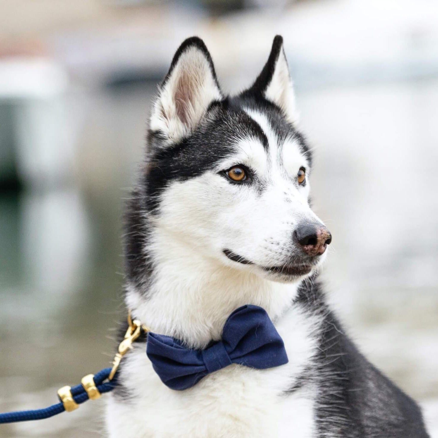 #Modeled in a Large collar and Large bow tie