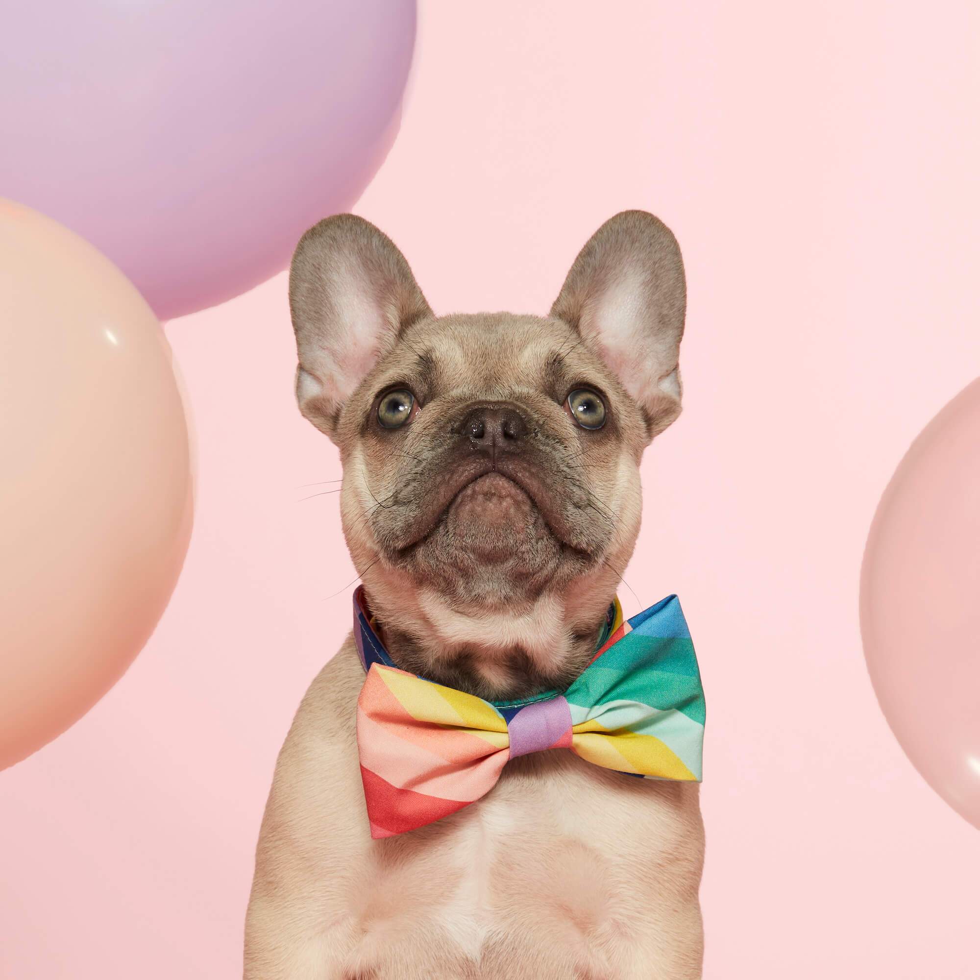 Rainbow dog fashion bow tie