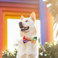 #Modeled in a Large bow tie