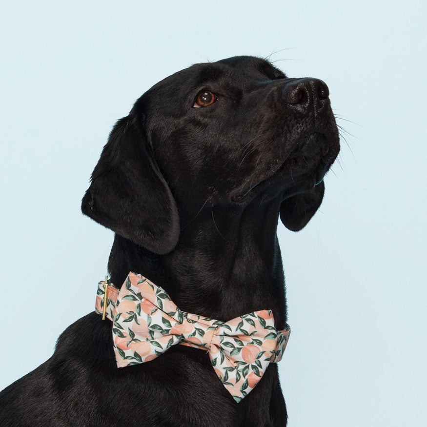 Peaches and Cream Bow Tie Collar – The Foggy Dog