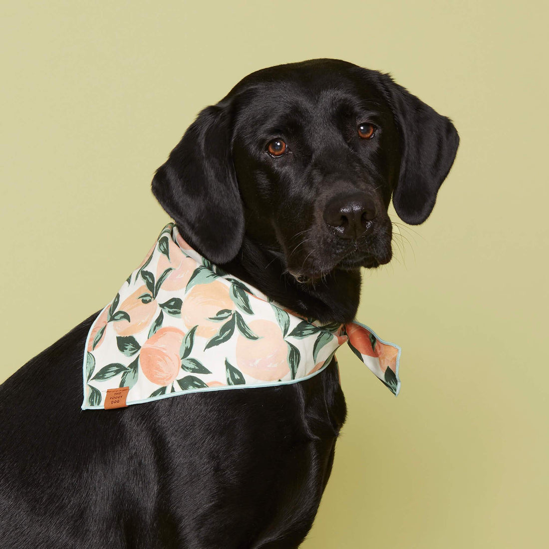 Peaches and Cream Dog Bandana The Foggy Dog