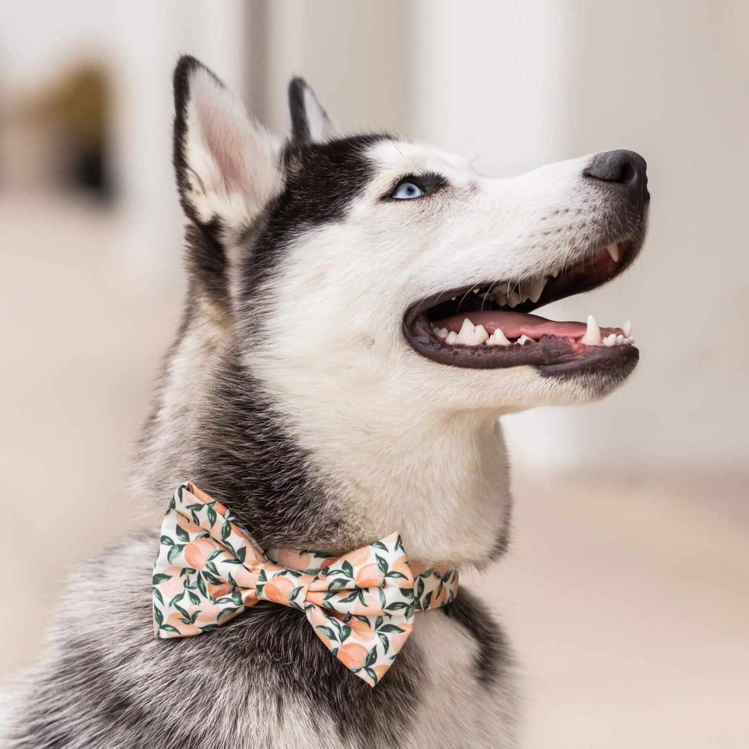 #Modeled in a Large bow tie