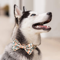 #Modeled in a Large bow tie