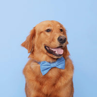 #Modeled in a Large bow tie