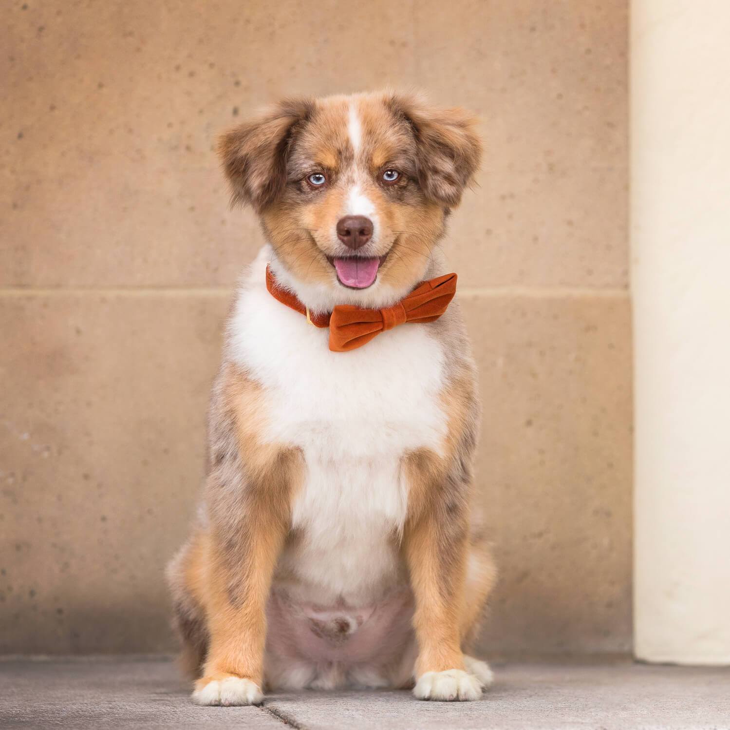 Pumpkin Velvet Dog Bow Tie from The Foggy Dog 