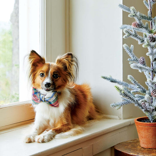 #Modeled by Fred (10lbs) in a Small Collar and Large bow tie